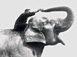 Hombre montando un elefante, junio de 1922 de Frederick William Bond